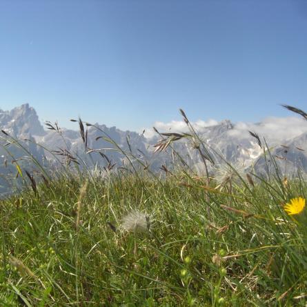 Eine Bergwiese
