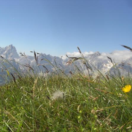 sommer-aktiv-bergwiese