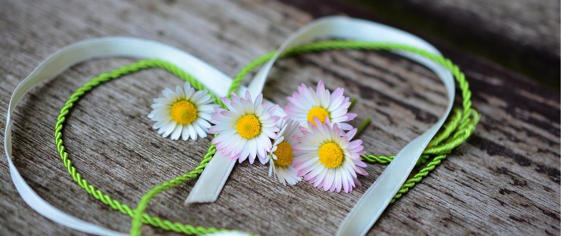 daisy-3392654-1920
