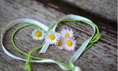 daisy-3392654-1920