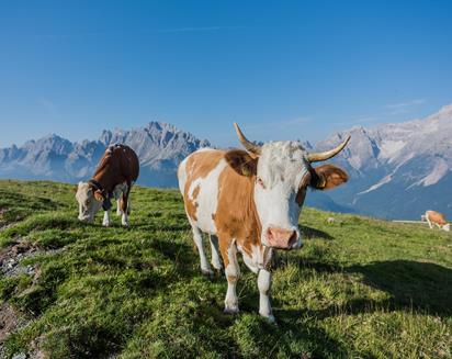 423-landschaftsommer-tourismusvereinsexten-haraldwisthaler-5