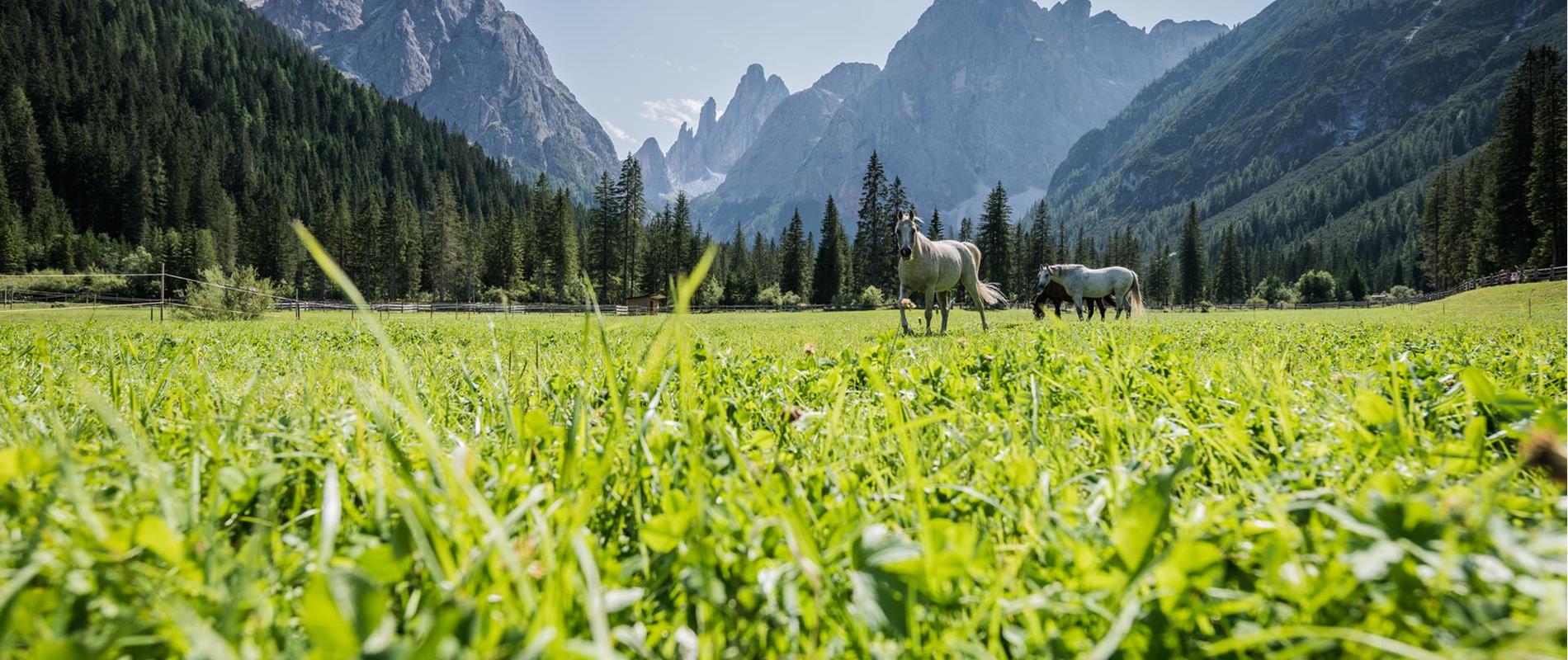 Cavalli in Val Fiscalina