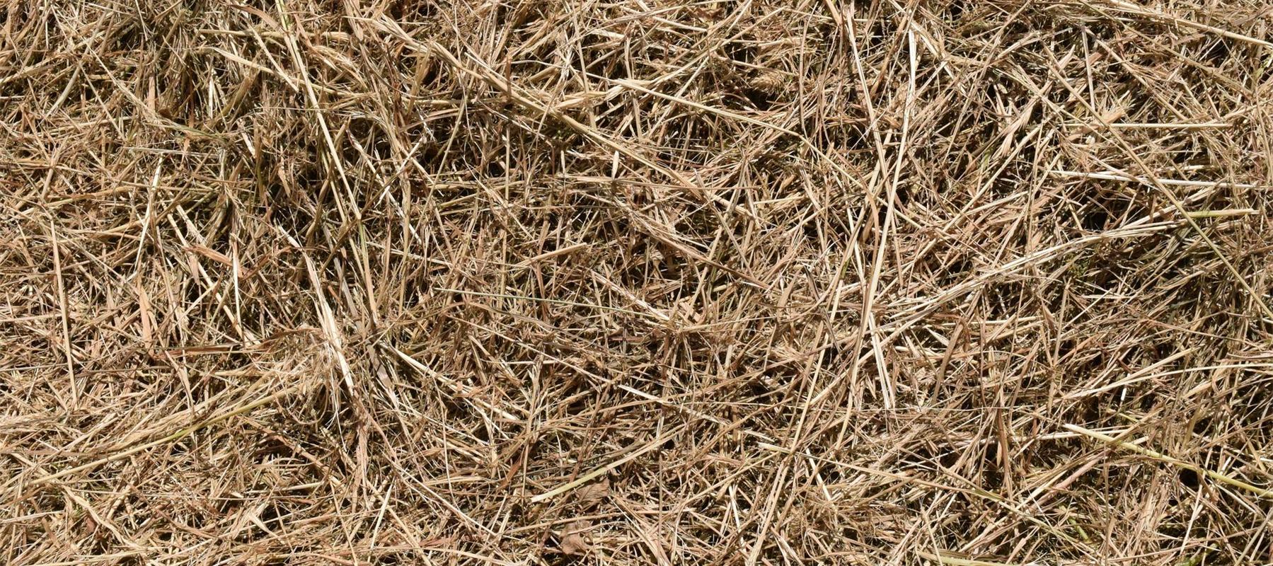 Hay
