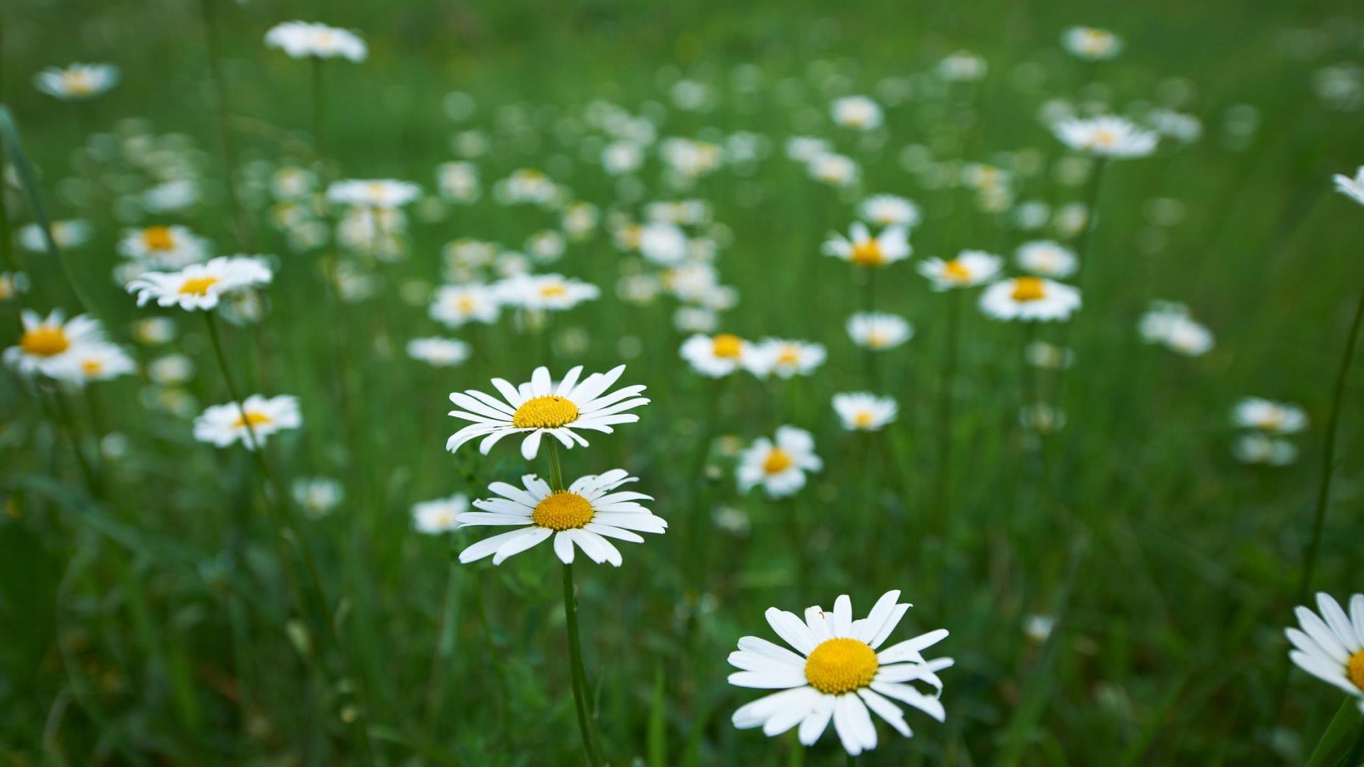 Eine Blumenwiese